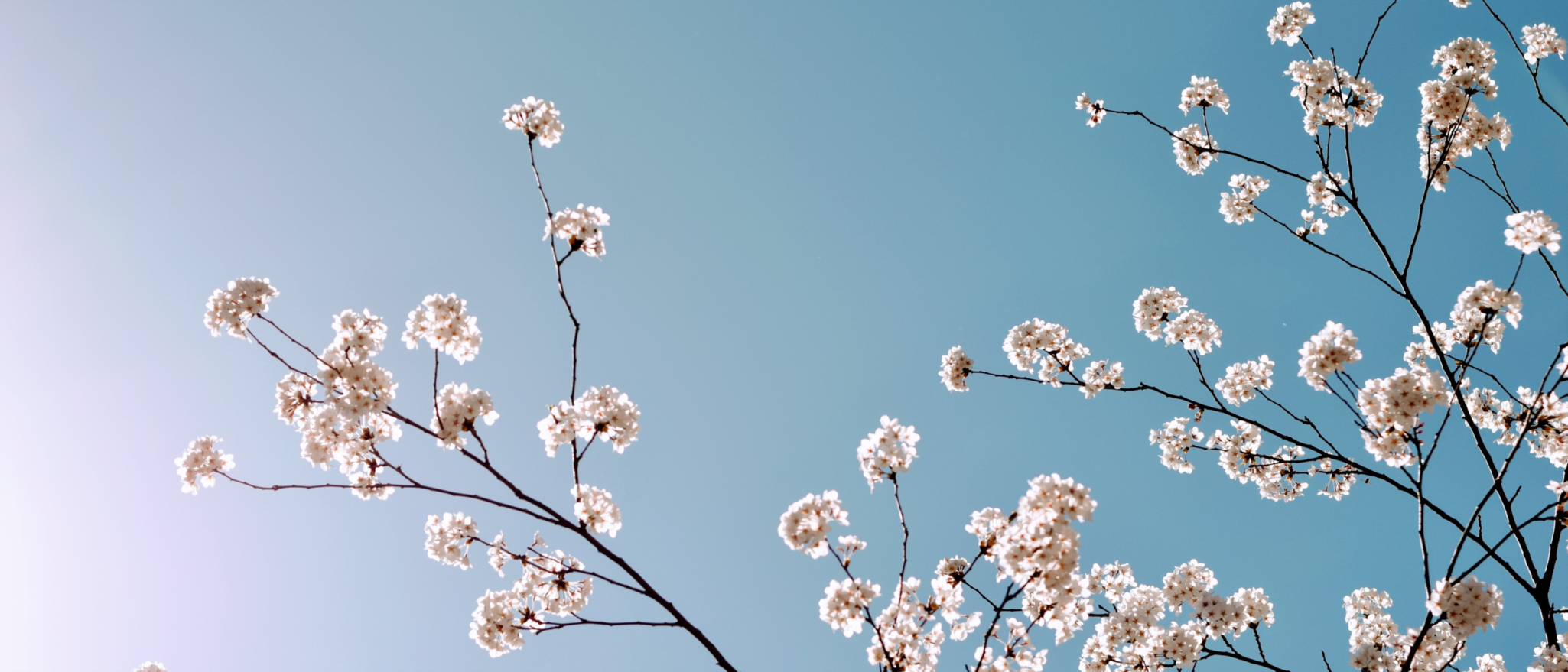 Bank Holiday Opening Hours